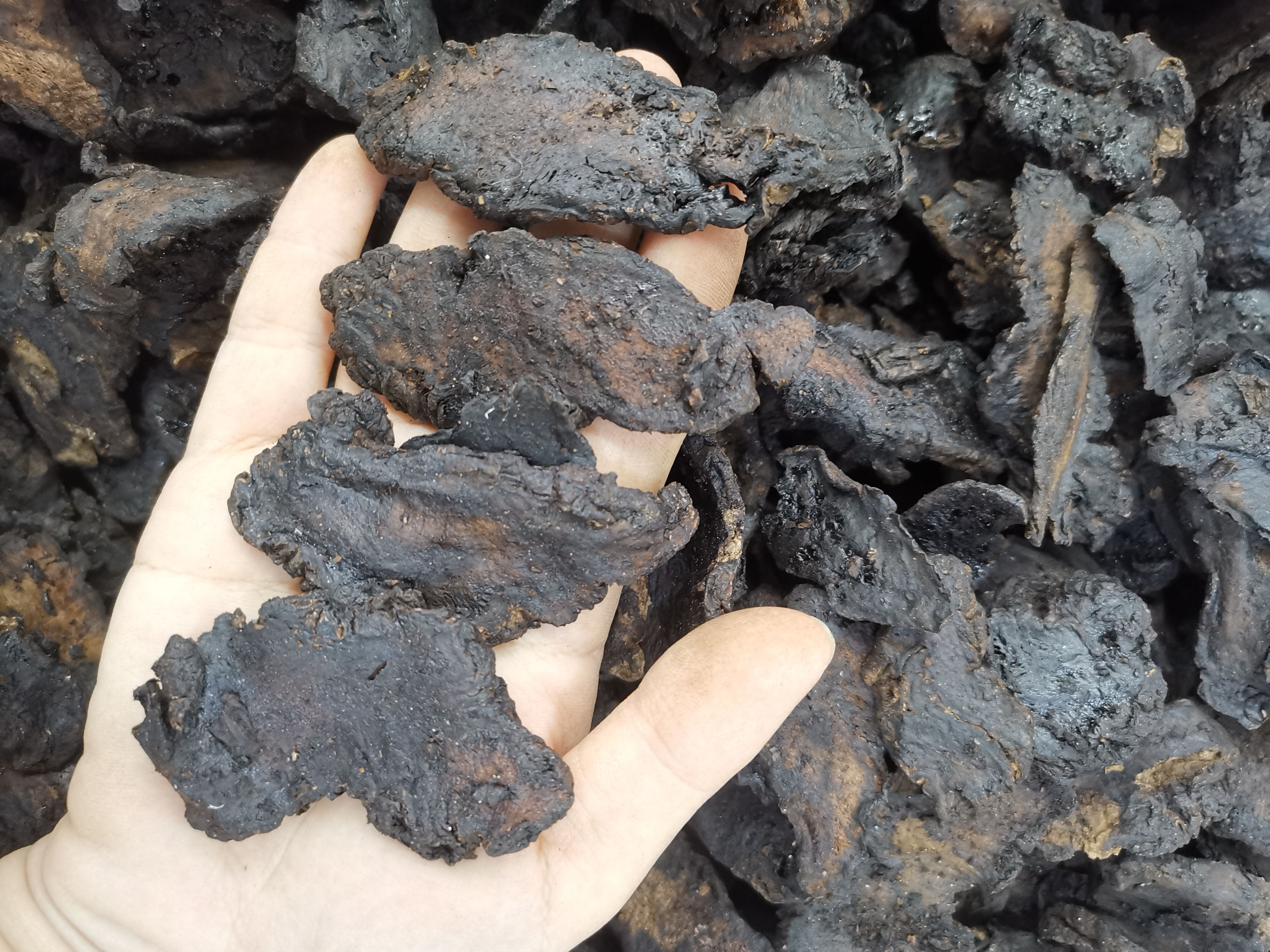 生地 地黄 新货生地片规格齐全统片选货大片 产地一手货源