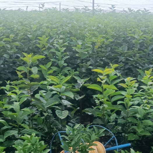 荔浦市太秋甜柿苗