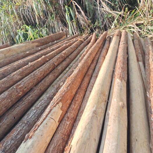乐安县有需要木材杉木的来大量出售4米长尾经7－12公分。