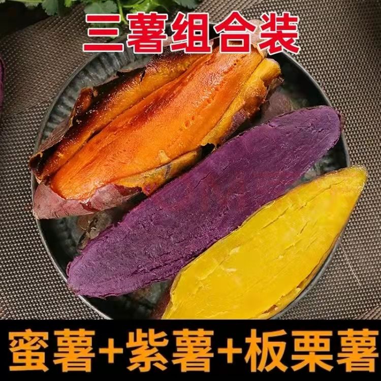 山東紫薯紅薯種植戶