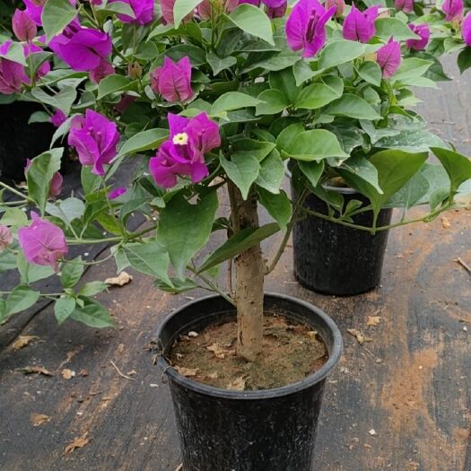 郯城县紫花三角梅