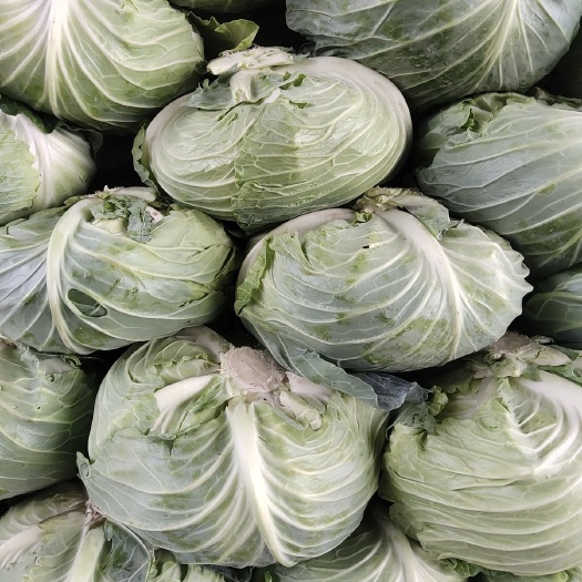 通许县圆包菜