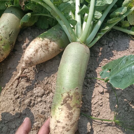 汝南县青萝卜