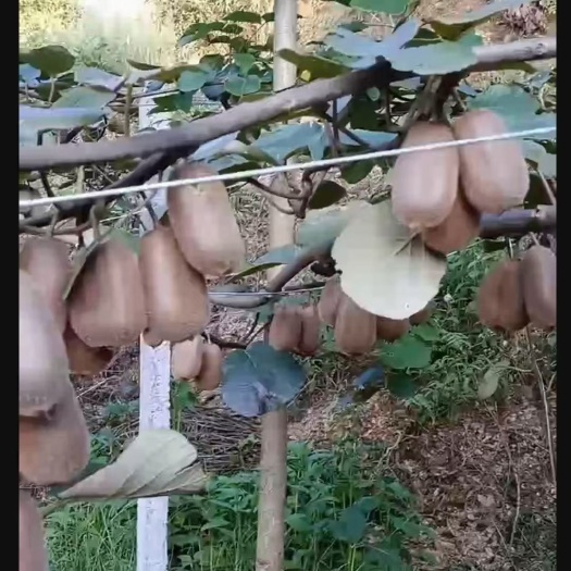 绿心猕猴桃