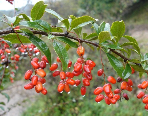 南召县山茱萸鲜果，新鲜采摘。
