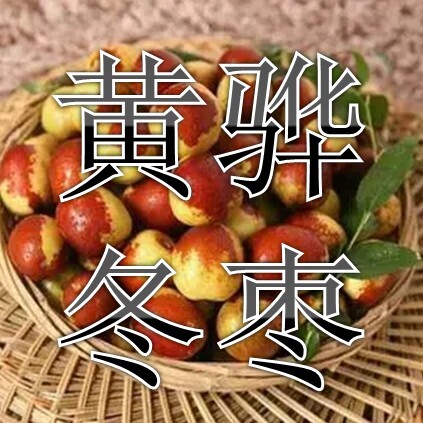黄骅市黄骅冬枣，诚招客商，精诚合作，代收代办。