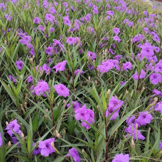 重庆市翠芦莉 耐热耐干易生长