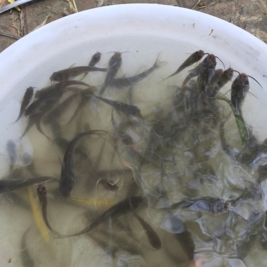 济南斑点叉尾鮰鱼苗