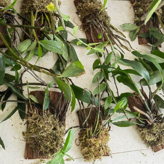 思茅板植石斛兰花品种随机，4板包邮，支持一件代发