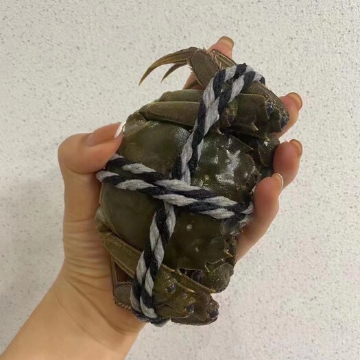 武汉顶盖肥的大闸蟹