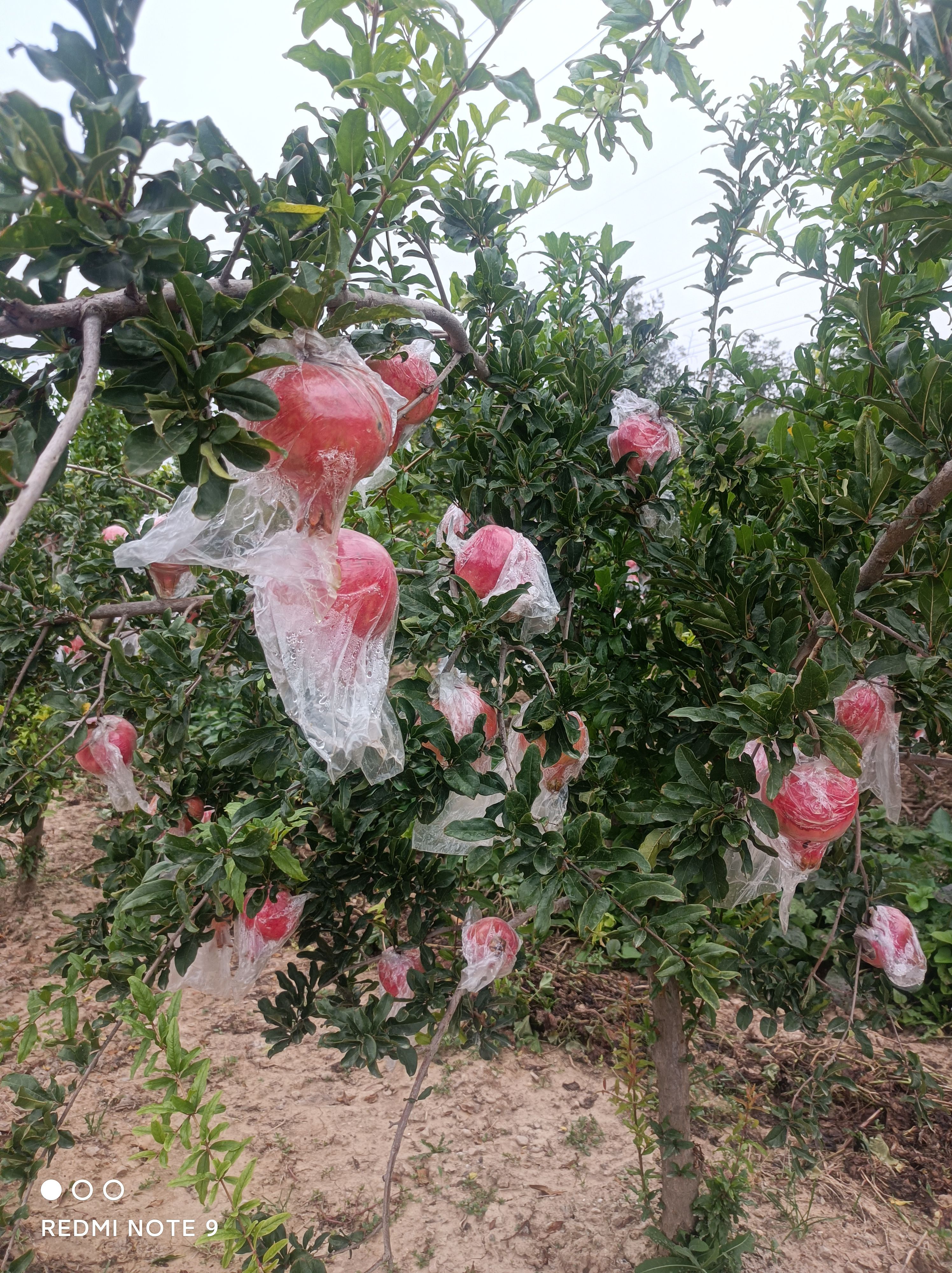 臨猗黃土高坡新疆大籽甜石榴,北畔甜石榴