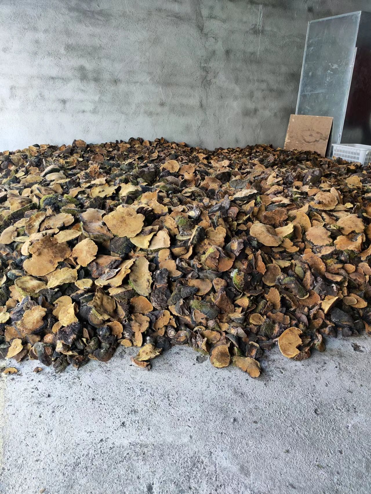 中药材桑黄