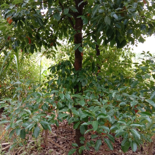 贵港香樟树，黄花梨树