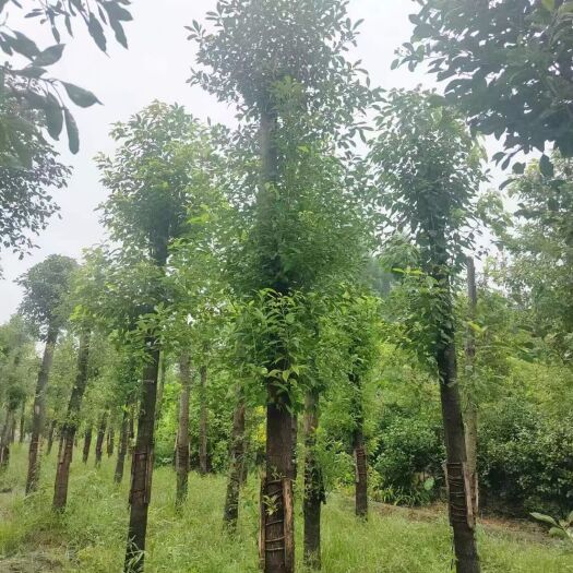 都江堰市大量出售截杆发冒香樟，量大从优，欢迎来电咨询