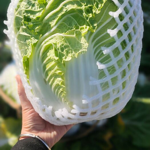 通海县（热销）云南当季新鲜白菜