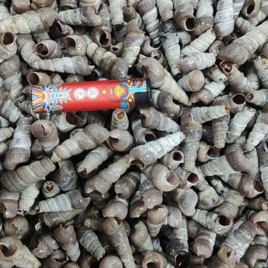 鲜活钉螺  熟冻钉螺     供应食品厂    大量供应批发