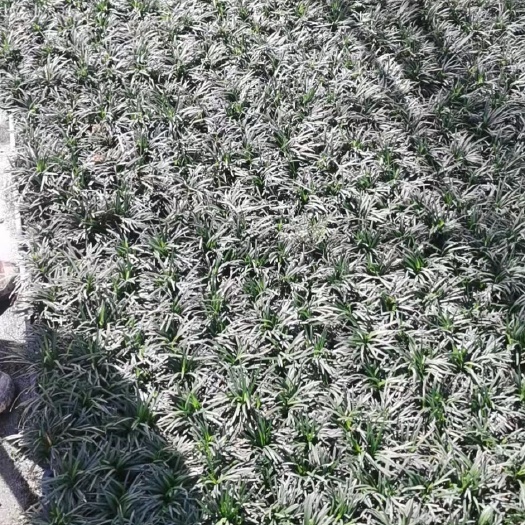 常州盆装玉龙草