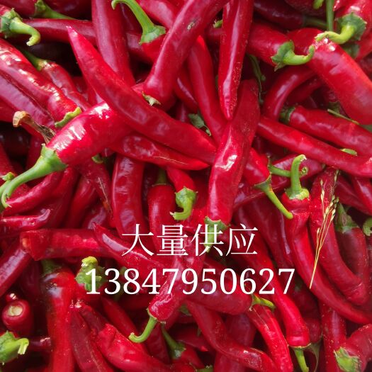 开鲁县大量供应金塔千金红北京鲜椒