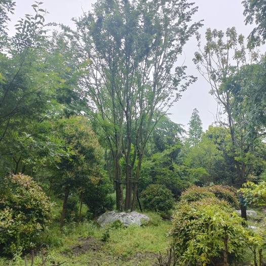 都江堰市丛丛朴树