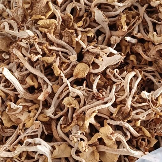 庆元县烘干榆黄蘑黄金菇鸡油菌去脚单条B级货，基地直发