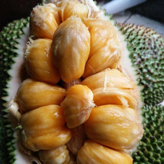 灵山县榴莲蜜树苗多包肉好吃榴莲味的菠萝蜜营养杯苗嫁接苗