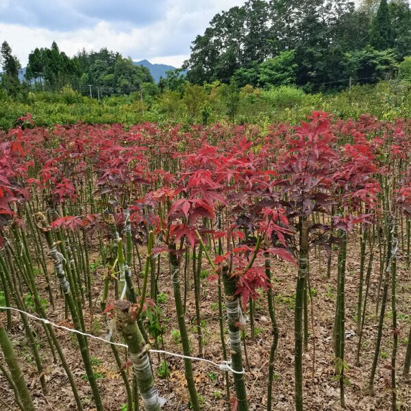 红枫  红枫