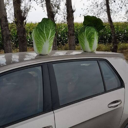 肇州县东北黄心大白菜大量上市，走市场，酸菜厂，泡菜厂东北气温下降了