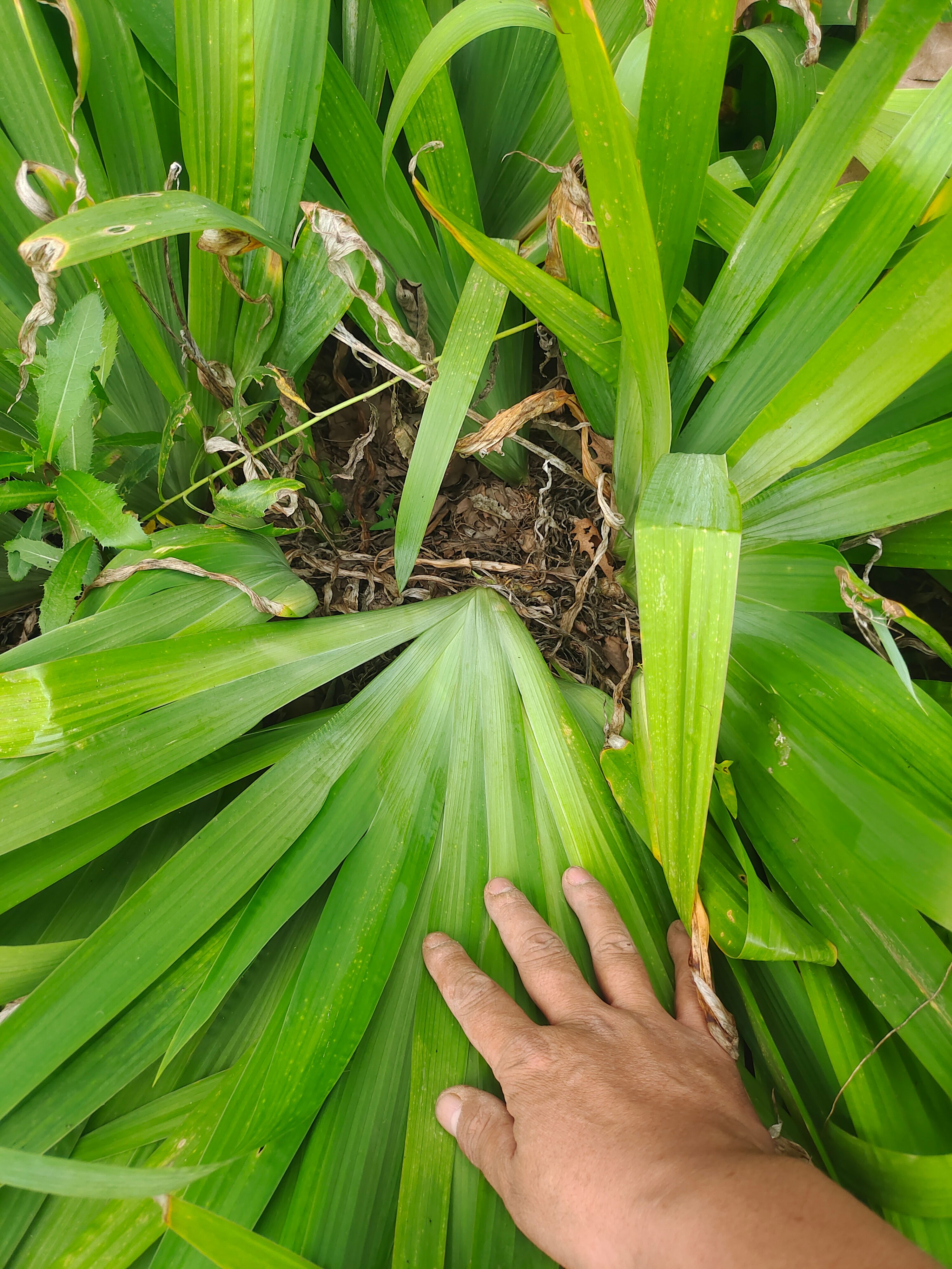 鸢尾，大田鸢尾，裸根鸢尾，