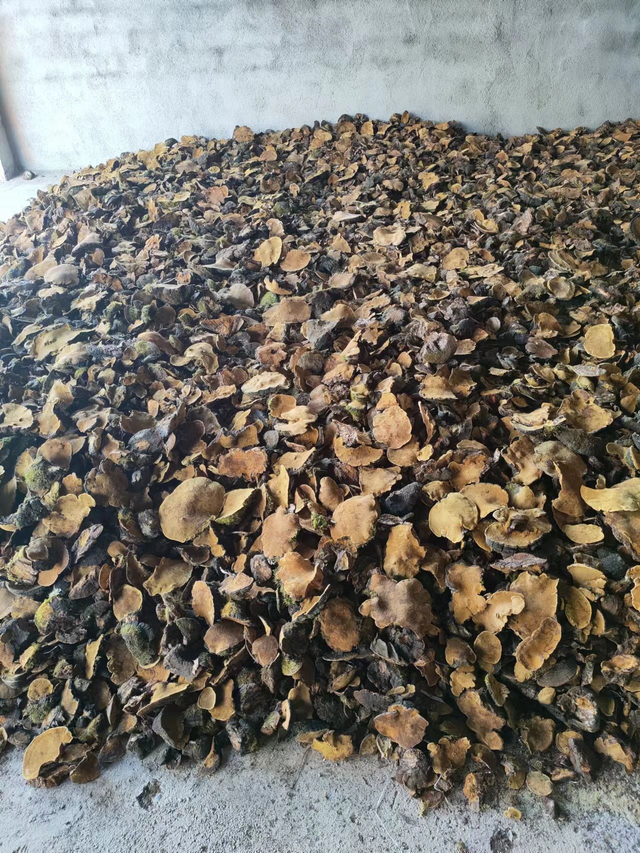 中药材桑黄