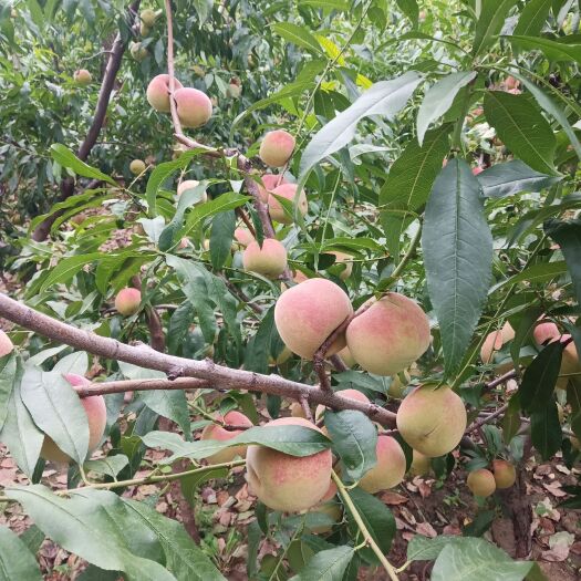 青州市青州蜜桃