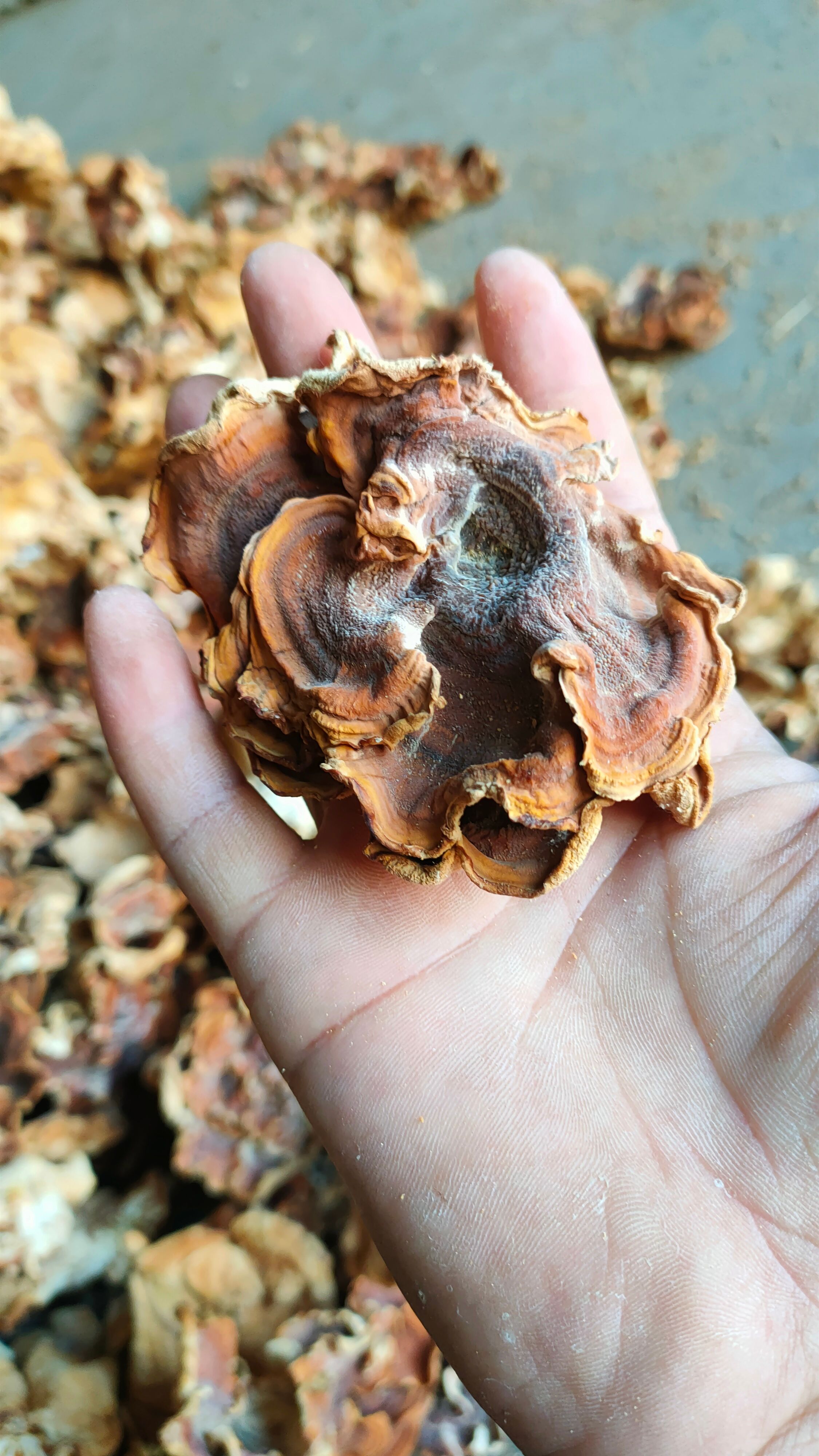 榆耳灵芝菇产地批发零售酒店特色食材榆耳灵芝菇种植销售