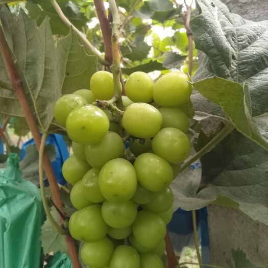 许昌阳光玫瑰