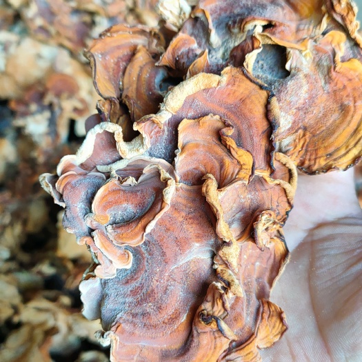 榆耳灵芝菇产地批发零售酒店特色食材榆耳灵芝菇种植销售