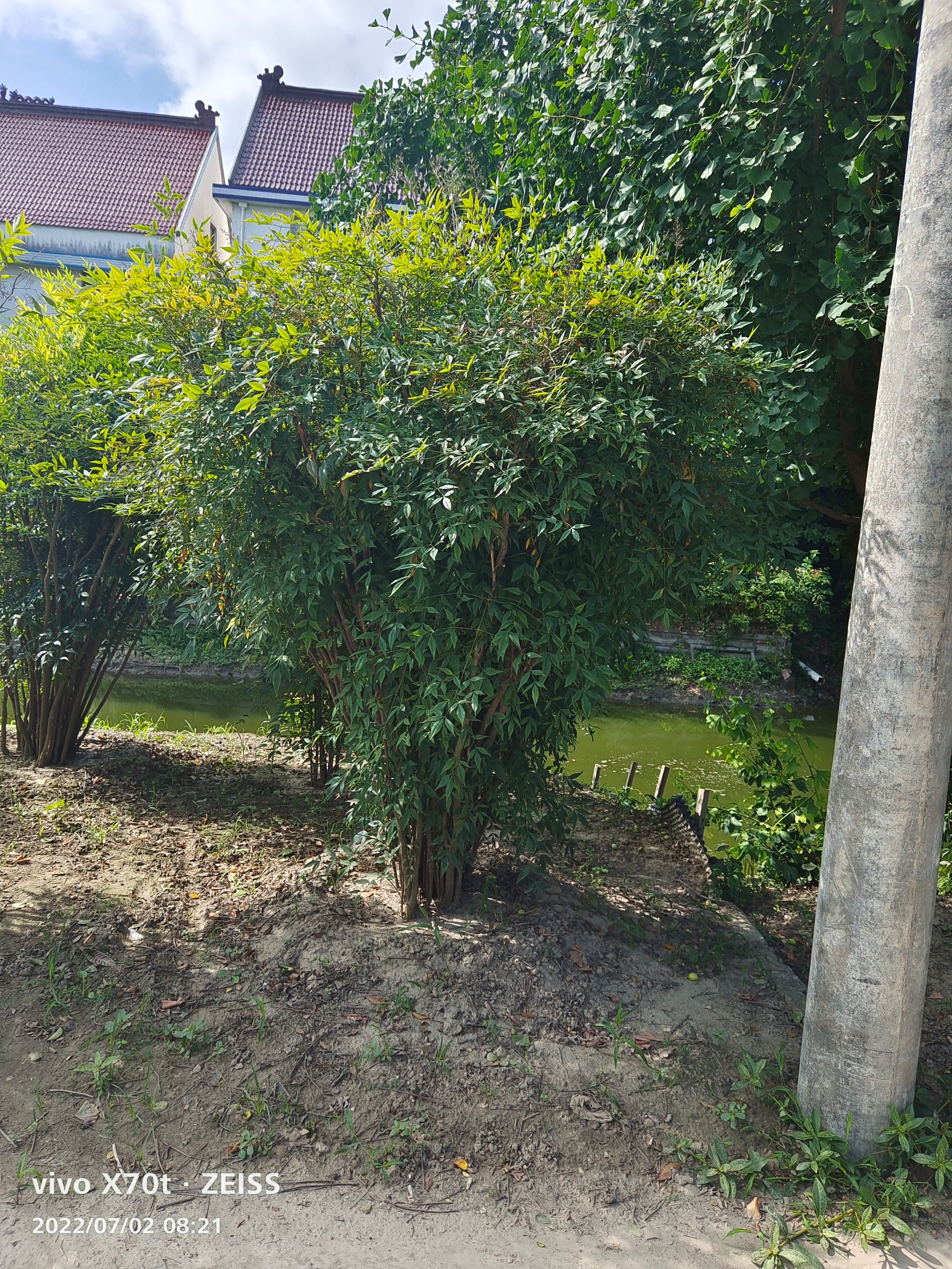 南天竹  农户自销价格合理就成交，主要图量，量大价格你说了算