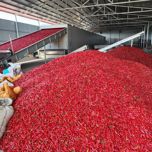 临颍县精选子 弹头辣椒河南子弹头，特香微辣，无硫无污染，主产区供货