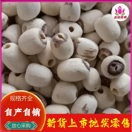 湘潭县白莲子 湘潭特产
湘莲去心磨皮白莲子源头厂货 量大价优