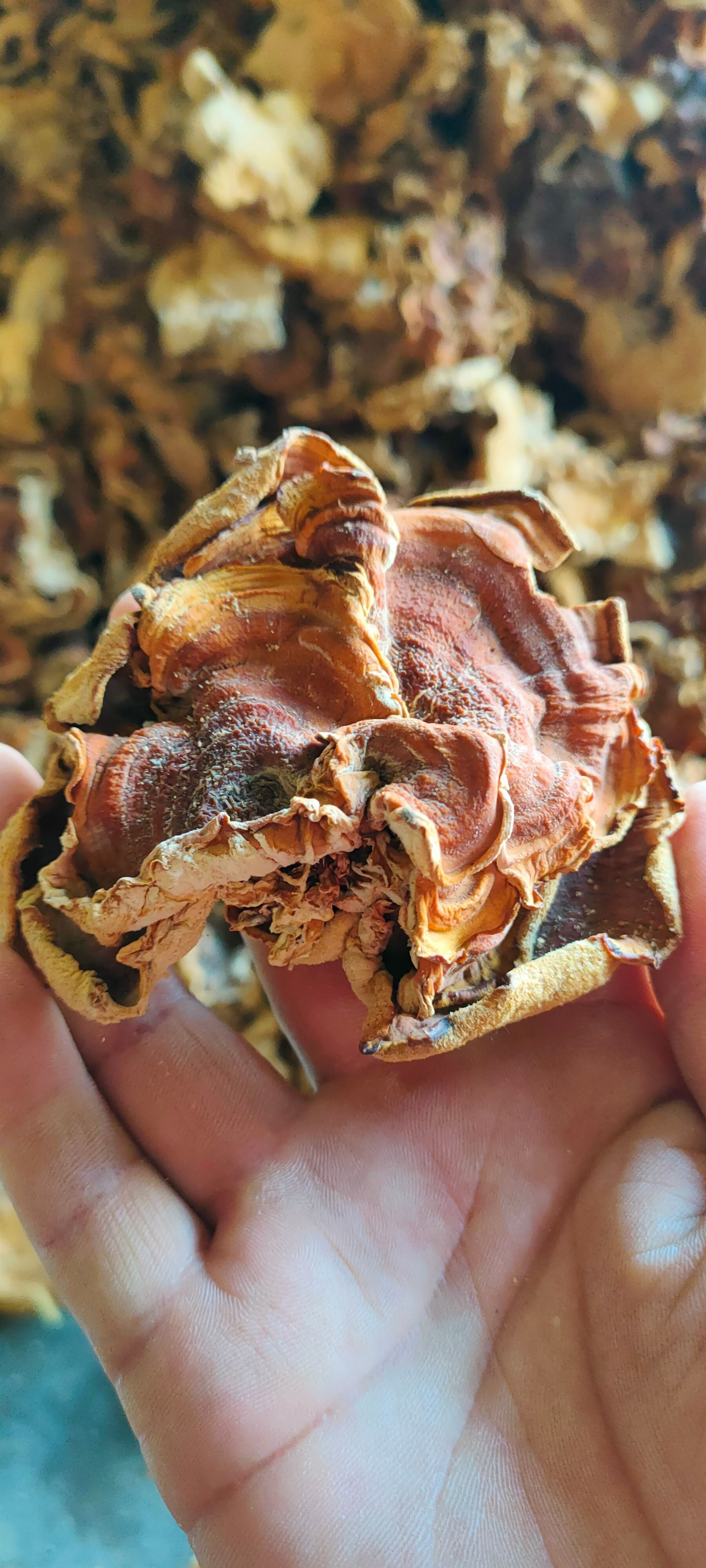 榆耳灵芝菇产地批发零售酒店特色食材榆耳灵芝菇种植销售