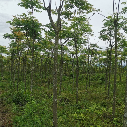 大竹县南方栾树，3--18公分，苗圃直销大量供应
