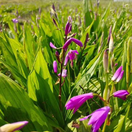 池州紫花三岔白芨苗，块茎，果荚