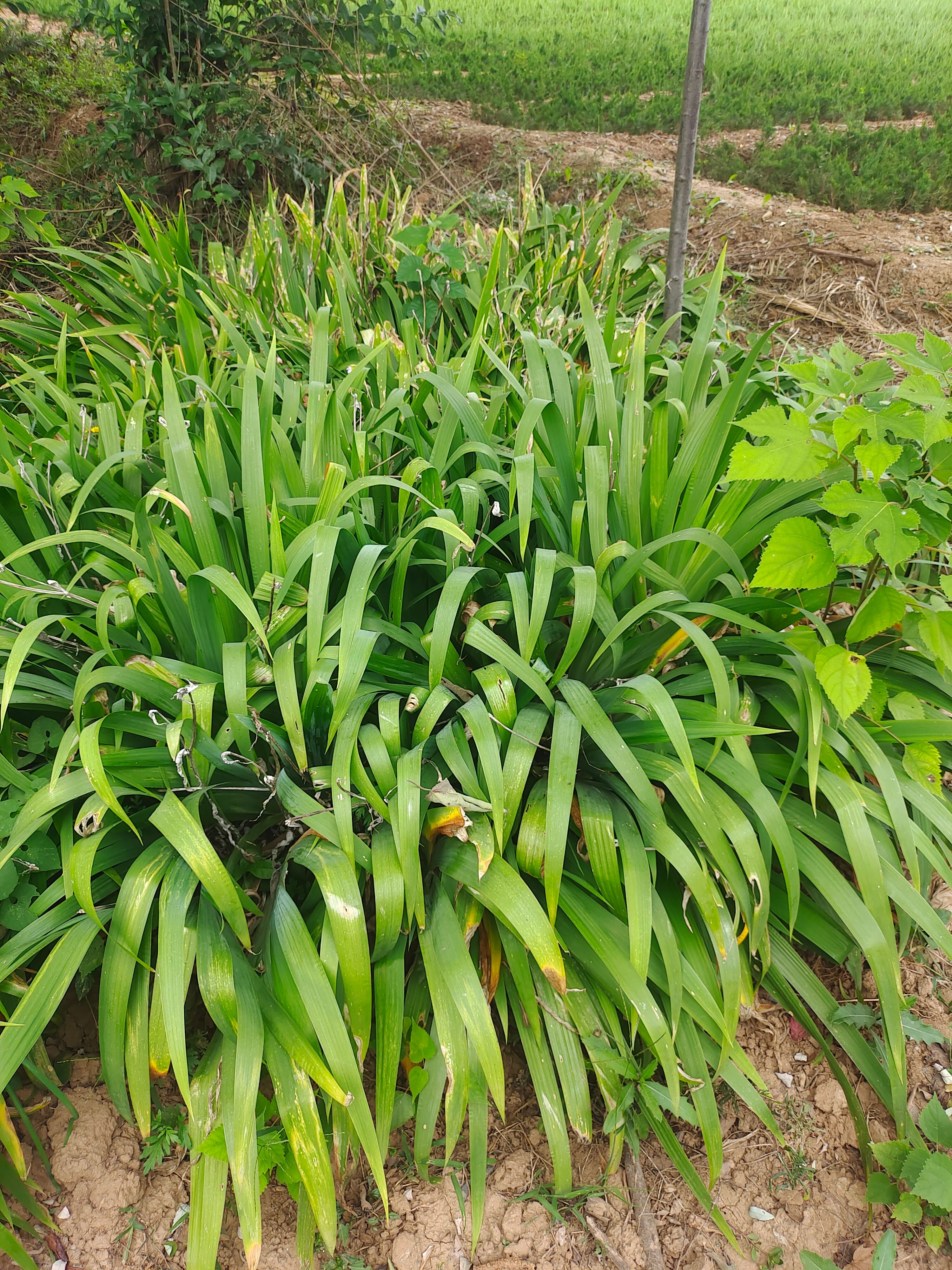 鸢尾，大田鸢尾，裸根鸢尾，