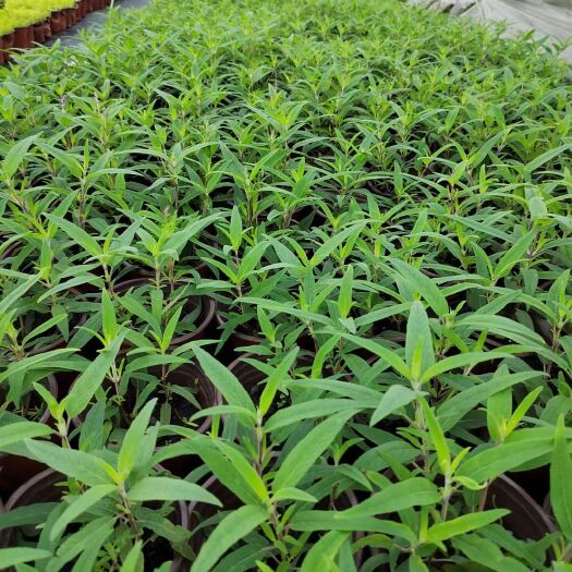 都江堰市墨西哥鼠尾草，12-3伽伦杯。高度15-35