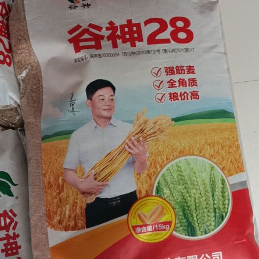沛县沛县种子批发小麦种谷神28