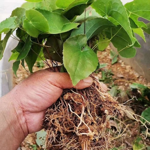 东至县淫羊藿苗，箭叶淫羊藿小檗科