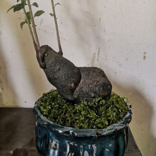 剑阁县灌木金弹子
