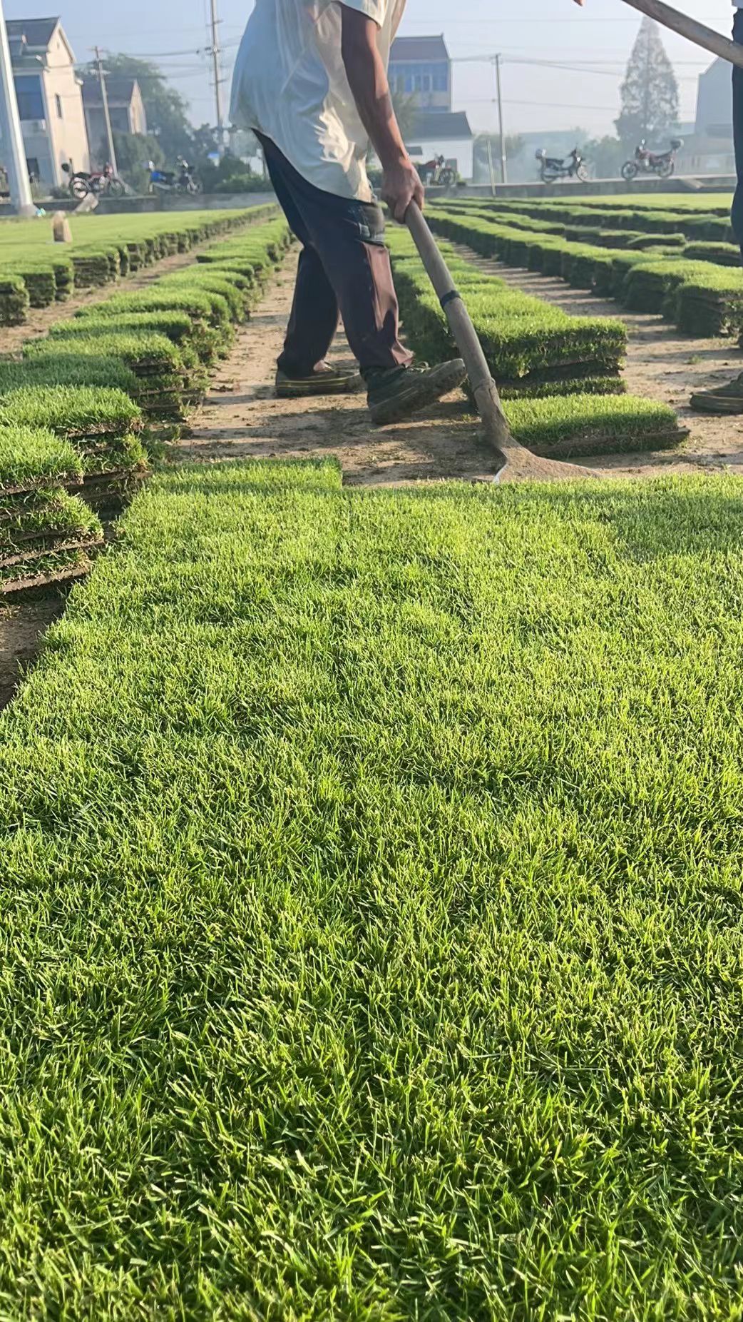 安徽马尼拉