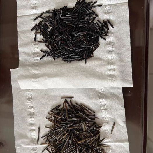野米，菰米，雕胡