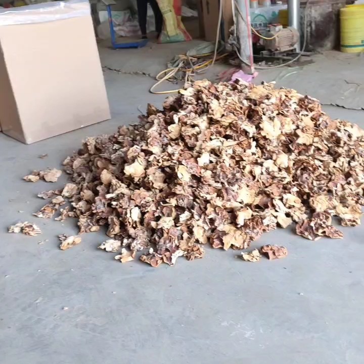 榆耳灵芝菇产地批发零售酒店特色食材榆耳灵芝菇种植销售