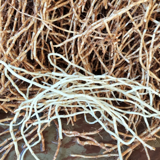 砚山县新鲜上市鱼腥草，色白须少节长，量大，欢迎老板来订购