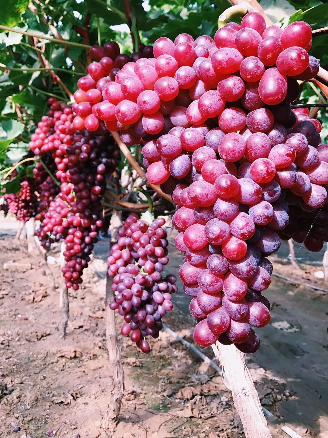 克伦生葡萄苗抗病耐寒量大优惠抗病性强现挖现发