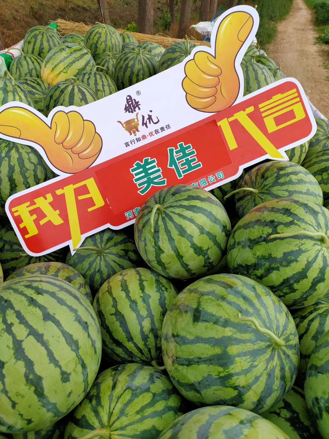 美佳二号西瓜种子美都西瓜种子懒汉试管理结瓜多而大个个商品果